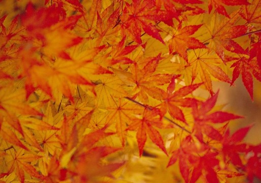 季節(jié)性的觀點(diǎn)