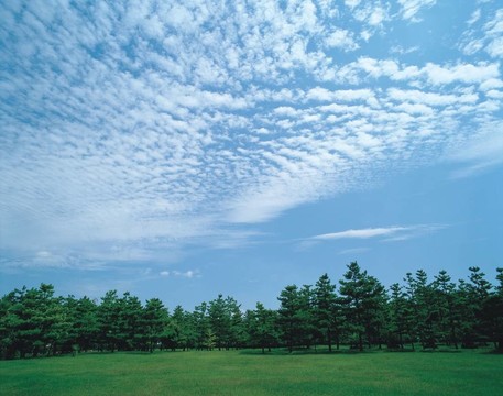 樹(shù)形象
