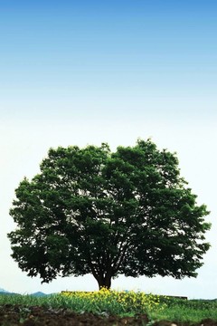 樹形象