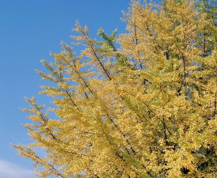 花意象