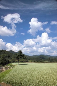 夏天的素描