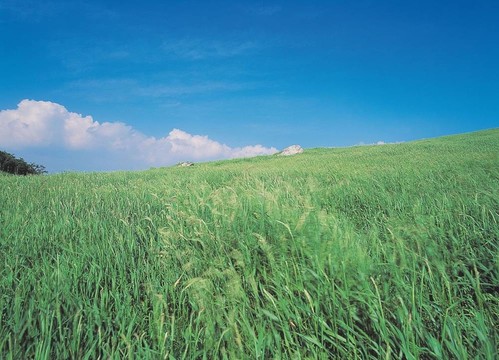 場景