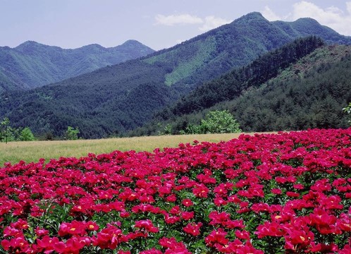 山全景
