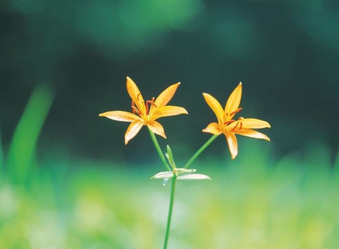春天的素描
