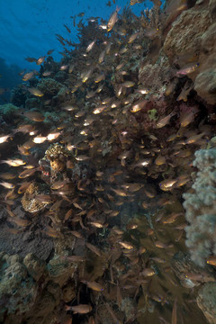 GlassFish和珊瑚的红海了。