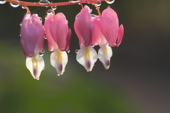 花意象
