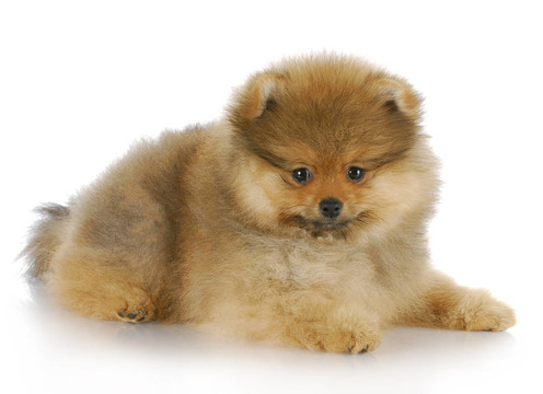 博美犬的小狗