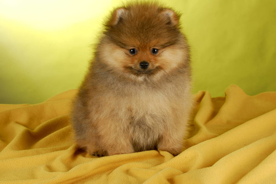 博美犬的小狗