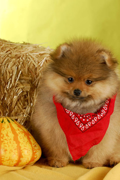 博美犬的小狗