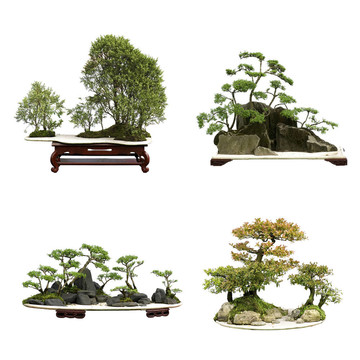 中國盆景是由Juniper