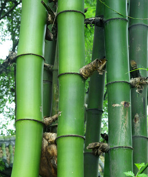 竹青：Bambusa sinospinosa McClure