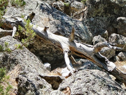石頭和樹枝