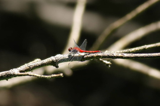 紅蜻蜓