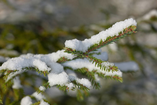 雪下的冷杉樹
