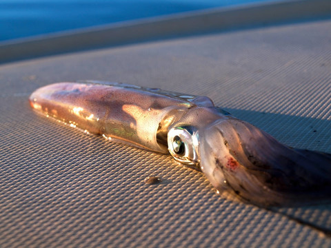 船上的新鮮魷魚(yú)