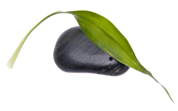 與Black Stone簡(jiǎn)單的綠葉