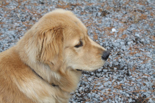 狗；Light Brown