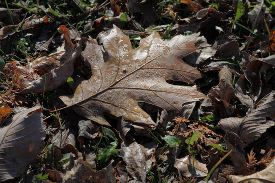 橡樹葉（秋季）