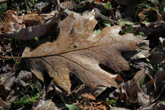 橡樹葉（秋季）
