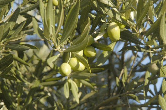 aceitunas Verdes