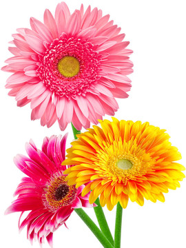 Gerber的花