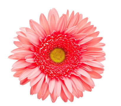 Gerber的花
