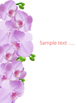 蘭花
