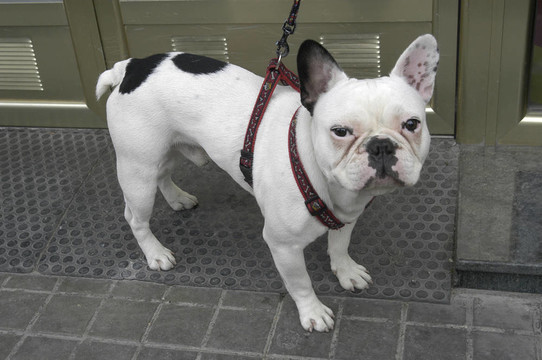 法國(guó)斗牛犬