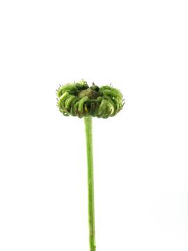 金盞花
