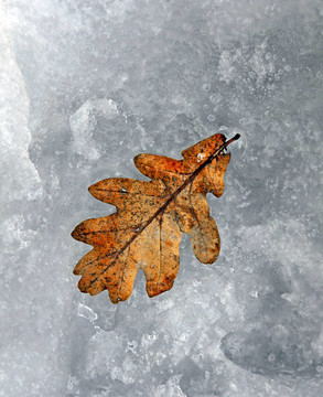 雪中的橡樹葉