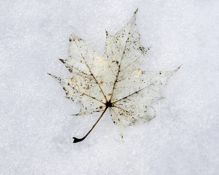 雪中的楓葉
