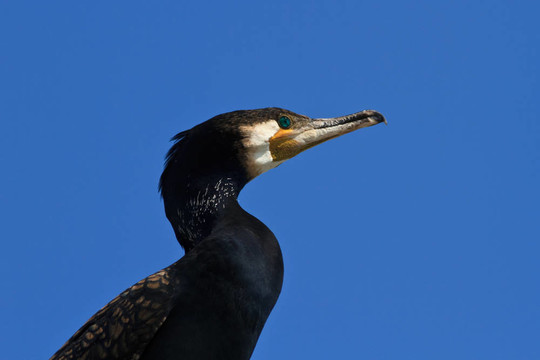 鸕鶿（Phalacrocorax carbo）
