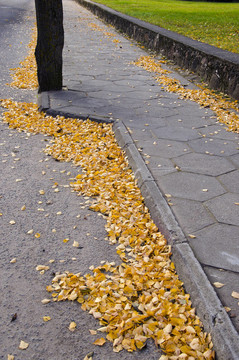 秋天的葉子在街道路面