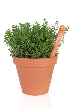 百里香的草本植物
