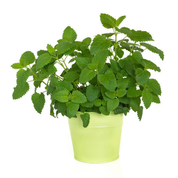 檸檬草