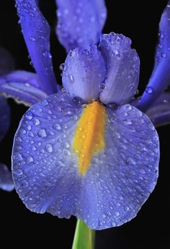 藍(lán)色鳶尾；Iris xiphioides。