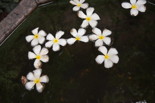 雞蛋花（雞蛋）在水中游泳
