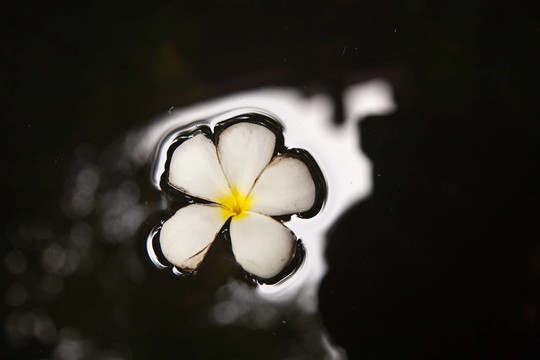 雞蛋花（雞蛋）在水中游泳