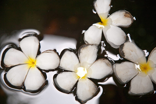 雞蛋花（雞蛋）在水中游泳