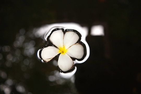 雞蛋花（雞蛋）在水中游泳