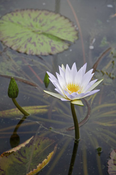 百合花