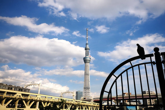 天空樹觀。