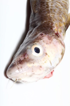 鱈魚
