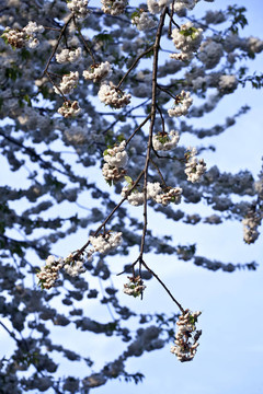 春季開花的近枝