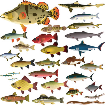 集合魚