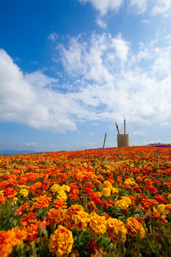 夏季紅花田