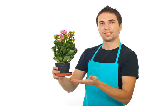 男花匠給長壽花
