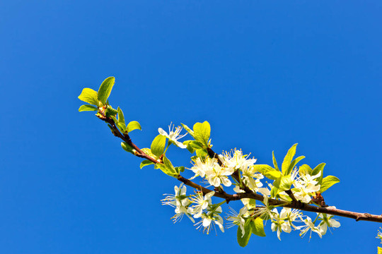 一棵開(kāi)花的樹(shù)