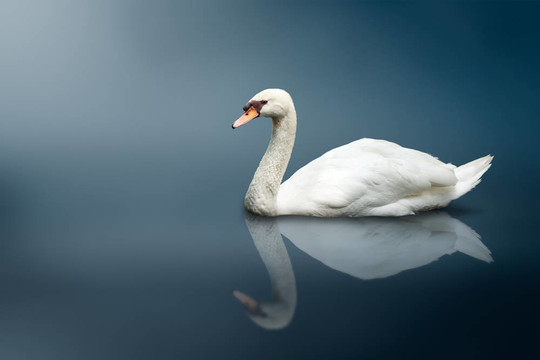 Mute Swan（Cygnus olor）