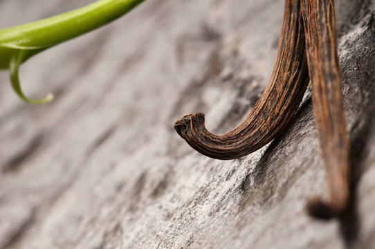香草蘭藤和Dried Vanilla Pods